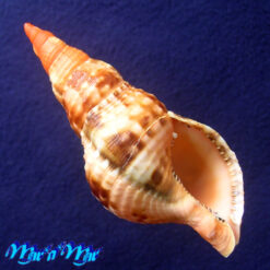 Alternative view of Charonia variegata (Lamarck, 1816)