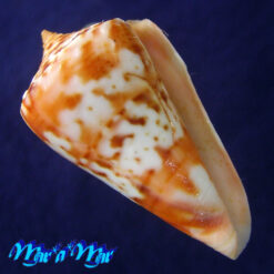 Conus cf. ednae Petuch, 2013
