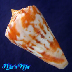 Conus cf. ednae Petuch, 2013 - Imagem 4