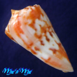 Conus cf. ednae Petuch, 2013 - Imagem 3