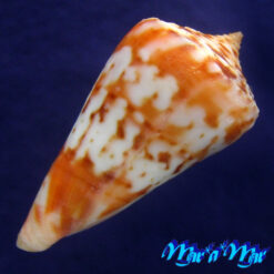 Conus cf. ednae Petuch, 2013 - Imagem 2