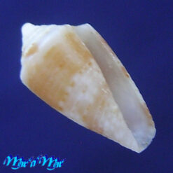 Conus bodarti Coltro, 2004