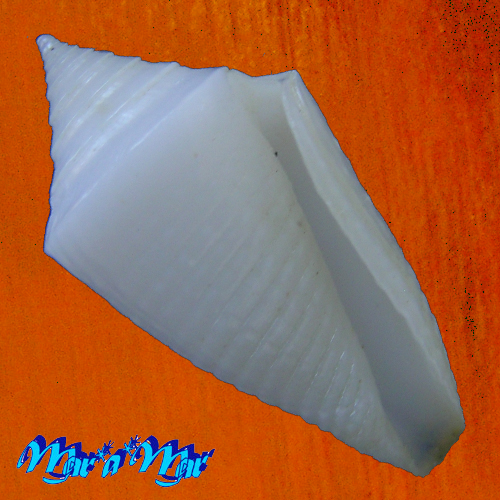 Conus crabosi (Petuch & Berschauer, 2018)