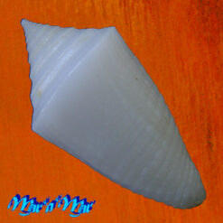 Conus crabosi (Petuch & Berschauer, 2018) - Imagem 2