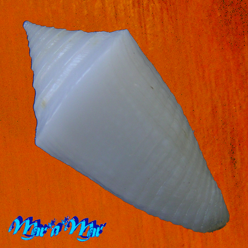 Conus crabosi (Petuch & Berschauer, 2018) - Imagem 2