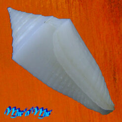 Conus crabosi (Petuch & Berschauer, 2018) - Imagem 3