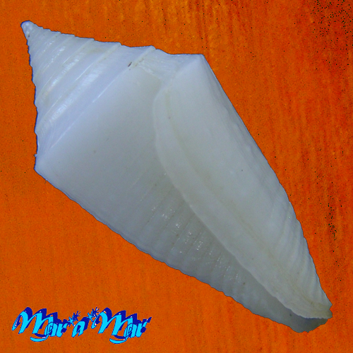 Conus crabosi (Petuch & Berschauer, 2018) - Imagem 3