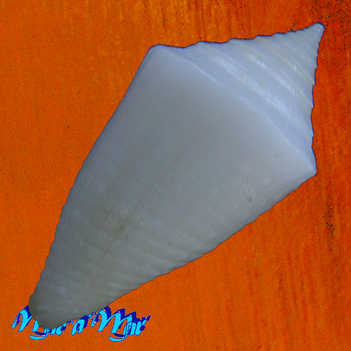 Conus crabosi (Petuch & Berschauer, 2018) - Imagem 4