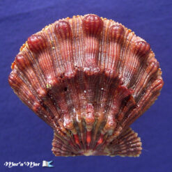 Nodipecten nodosus (Linnaeus, 1758)