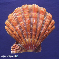 Nodipecten nodosus (Linnaeus, 1758) - Imagem 2