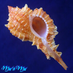 Siratus coltrorum E. Vokes, 1991