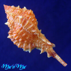 Alternative view of Siratus coltrorum E. Vokes, 1991