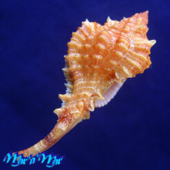 Siratus coltrorum E. Vokes, 1991 - Imagem 4