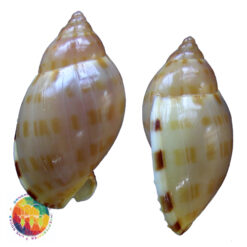 Casmaria atlantica Clench, 1944 - Imagem 2