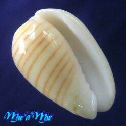 Persicula cingulata (Dillwyn, 1817)