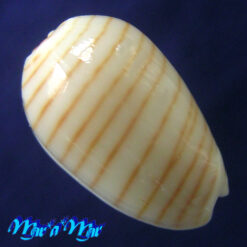 Alternative view of Persicula cingulata (Dillwyn, 1817)