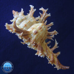 Chicoreus spectrum (Reeve, 1846) - Imagem 3