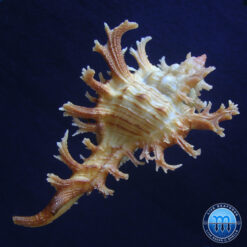 Chicoreus spectrum (Reeve, 1846) - Imagem 4
