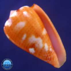 Poremskiconus mauricioi Coltro, 2004