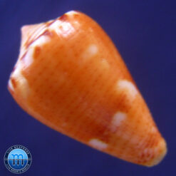 Alternative view of Poremskiconus mauricioi Coltro, 2004
