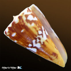Conus riosi Petuch, 1986