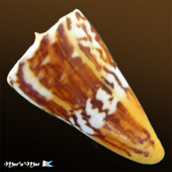 Conus riosi Petuch, 1986 - Imagem 4
