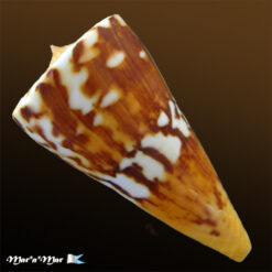 Alternative view of Conus riosi Petuch, 1986