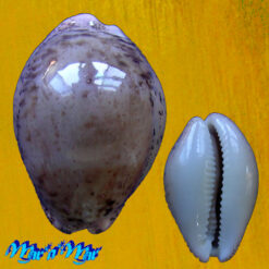 Cypraea (Luria) cinerea brasiliensis Lorenz & Hubert, 1993