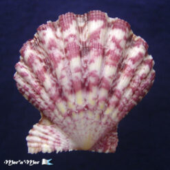 Nodipecten nodosus (Linnaeus, 1758)