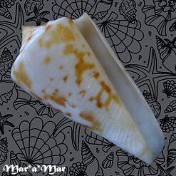 Conus (Lamniconus) lemniscatus (Reeve, 1849)