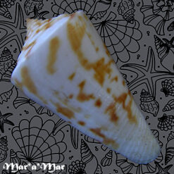 Conus (Lamniconus) lemniscatus (Reeve, 1849) - Imagem 2
