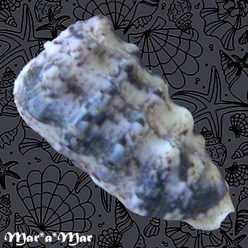 Morum tuberculosum Reeve, 1842 - Imagem 4