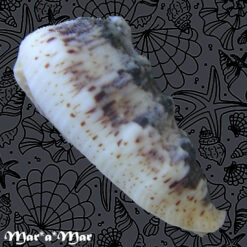 Morum tuberculosum Reeve, 1842 - Imagem 3