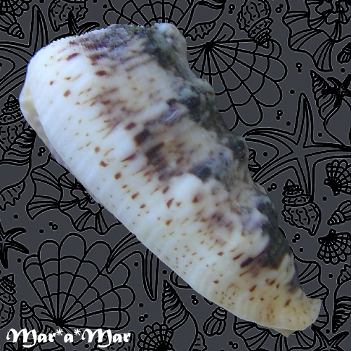 Morum tuberculosum Reeve, 1842 - Imagem 3