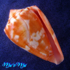 Poremskiconus mauricioi Coltro, 2004