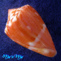 Alternative view of Poremskiconus mauricioi Coltro, 2004