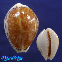 Cypraea acicularis marcuscoltroi (Petuch, 2015)