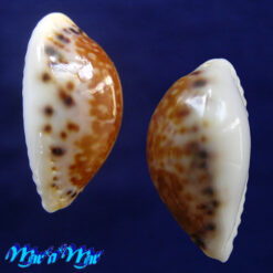 Alternative view of Cypraea acicularis marcuscoltroi (Petuch, 2015)