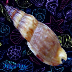 Alternative view of Enaeta leonardhilli Petuch, 1982