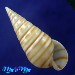 Pyramidella dolabrata Linnaeus, 1758