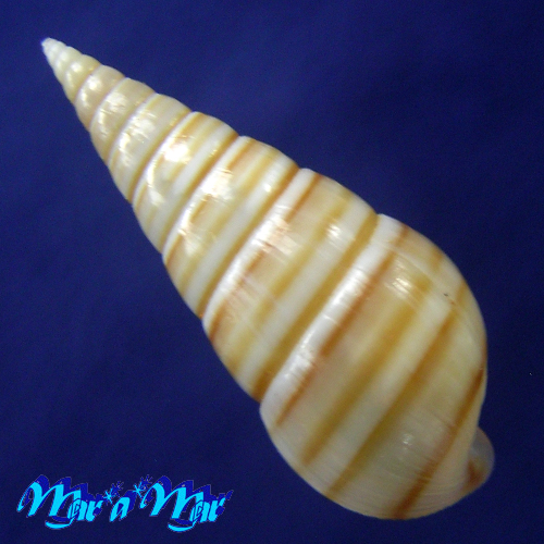 Pyramidella dolabrata Linnaeus, 1758 - Imagem 2