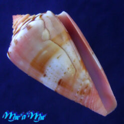 Conus spiritussanctus (Crabos, 2025)