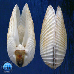 Alternative view of Cyrtopleura angelicalis Stakowian & Simone, 2024