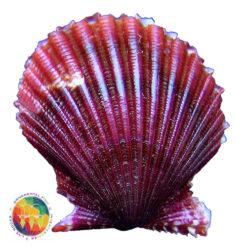 Argopecten noronhensis (E. A. Smith, 1885)