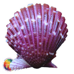 Argopecten noronhensis (E. A. Smith, 1885) - Imagem 2