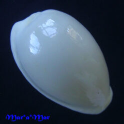 Cypraea subcarnea Beddome, 1896