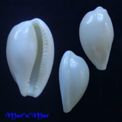 Alternative view of Cypraea subcarnea Beddome, 1896