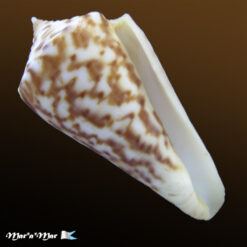 Conus clerii Reeve, 1844