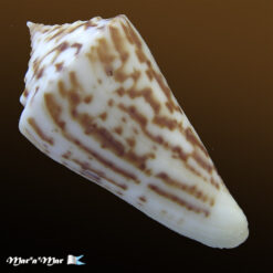Alternative view of Conus clerii Reeve, 1844