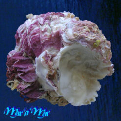 Alternative view of Dendostrea cristata (Born, 1778)